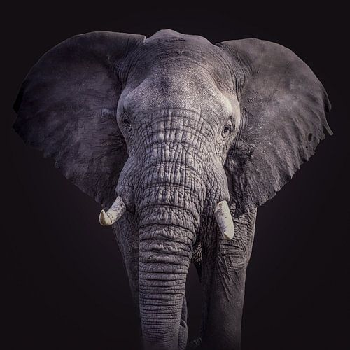 Portrait d'éléphant en noir