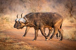 Buffalo Crossing