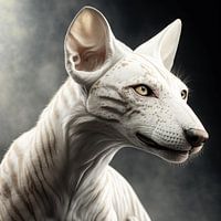 Thylacine
