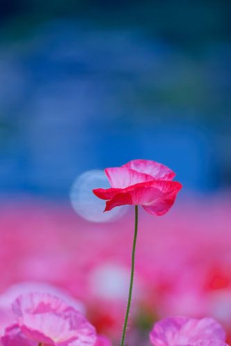 慈光（jiko） van Chisho