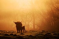 Koeien in de mist van Jeffrey Groeneweg thumbnail