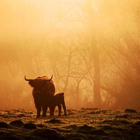 Koeien in de mist van Jeffrey Groeneweg