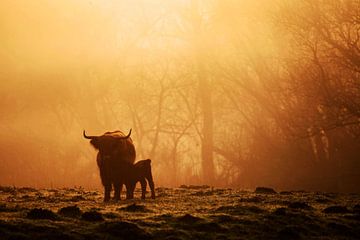 Vaches dans le brouillard sur Jeffrey Groeneweg