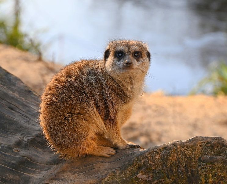 Erdmännchen von Jose Lok