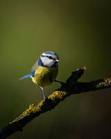 Blaumeise im Rampenlicht