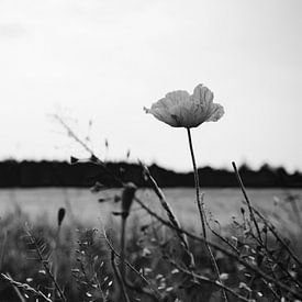 Mohnblumen am Wegesrand im stimmungsvollen Schwarz-Weiß von ellenklikt