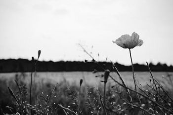 Mohnblumen am Wegesrand im stimmungsvollen Schwarz-Weiß