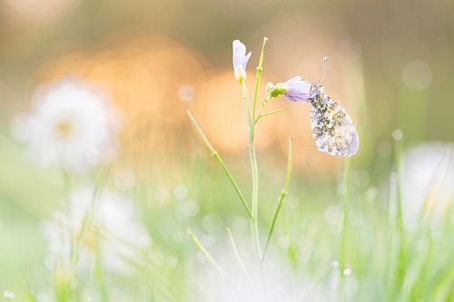 vlinder in bloemenzee en ochtendlicht