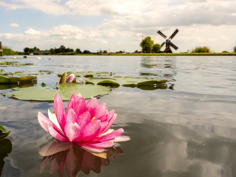 Seerose von Pictures by Van Haestregt