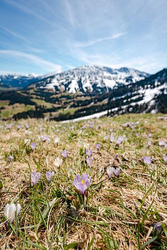 Krokussen op de Oberjoch met uitzicht op de Iseler