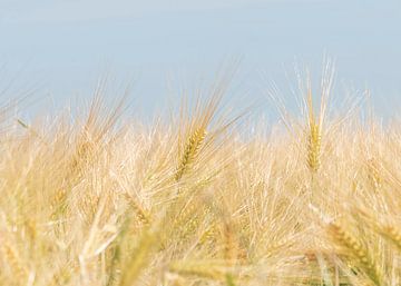 Zomer! van Evelien Heuts-Flachs