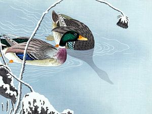 Japanische Enten