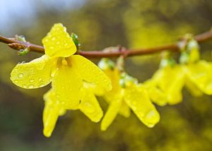 Blühender Forsythienbusch Zweig