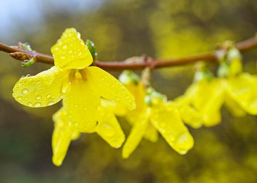 Forsythia à fleurs Branche de buisson