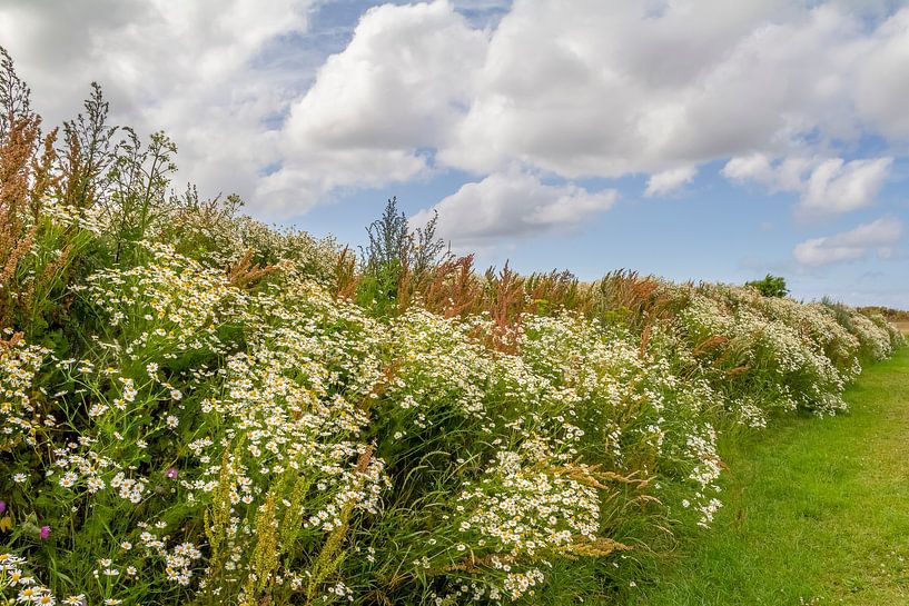 Blühende Vegetation in Ostfriesland von Achim Prill