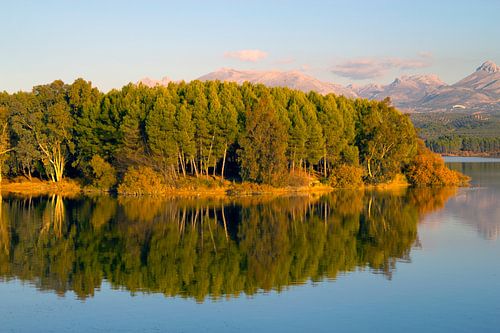 Forest Reflection