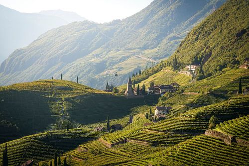 Weinberge in Santa Maddalena, Bozen, Südtirol