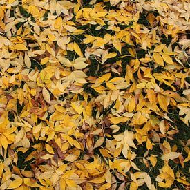Blätter auf dem Boden von Bas Berk