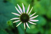 Bloem in vlindertuin