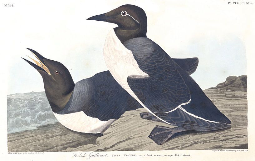 Zeekoet van Birds of America