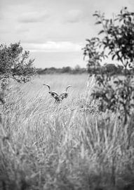 Versteckt im Gras von Shot by Clint