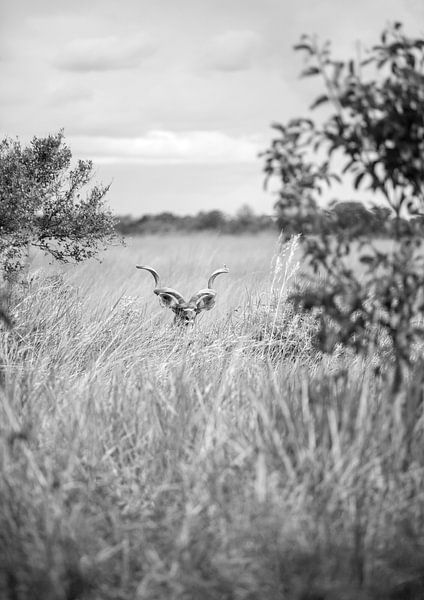 Hidden in the Grass by Shot by Clint