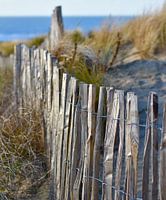 Haagsche dunes - up close and personal