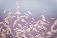 leaves in the wind by Hilde Van Hove thumbnail