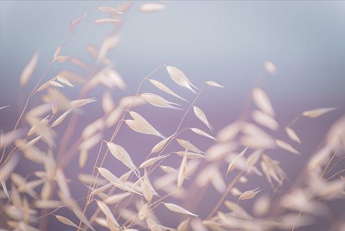 feuilles dans le vent