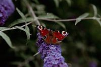 Butterfly pair