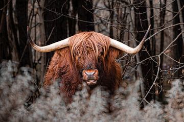 Wilde oranje os in het duistere bos van Troy Wegman