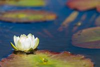 Seerose