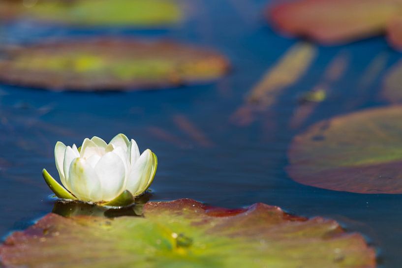 Waterlelie van Willemke de Bruin