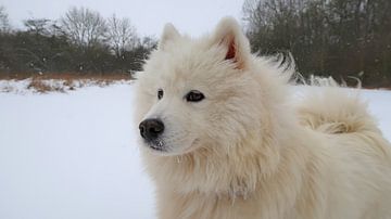 Hond in de sneeuw van Bo Valentino