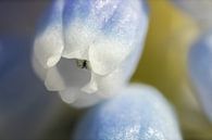 Muscari, macro bloem 1:5 van Tanja van Beuningen thumbnail