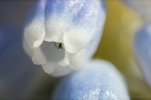 Muscari, macro fleur 1:5