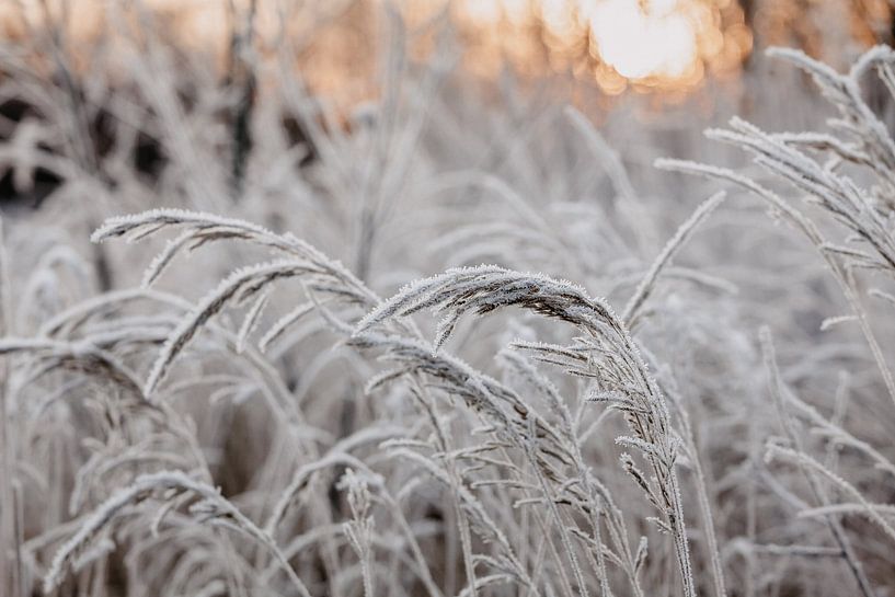 Winter glory by Marloes Mol