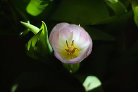 Tulp