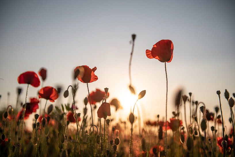 Coquelicots à Malines par Jim De Sitter