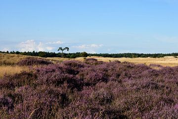 Purple heather on a sandy plain
