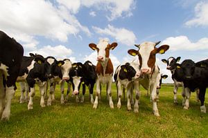 Vaches dans la prairie sur Menno Schaefer