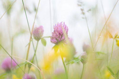 Red clover in the field