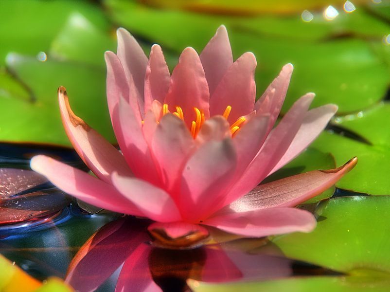 Rouge nénuphar par Edgar Schermaul