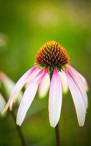 Roter Sonnenhut 1 von Vincent Verdoold Photography