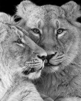 Gros plan de deux lionceaux