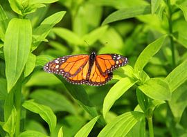 Papillon monarque dans la verdure.