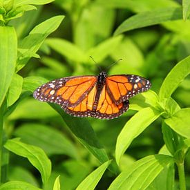 Monarch butterfly among greenery. by Jose Lok