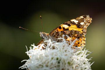 Distelvlinder op Lampenpoetser