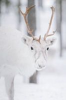 Porträt eines Rentiers | Schwedisch-Lappland | Naturfotografie