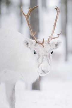 Portrait of a reindeer | Swedish Lapland | Nature photography by Marika Huisman fotografie